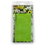 Ivy plants Ivy plants