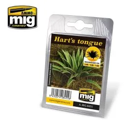 Harts tongue (Hirschzungenfarn)
