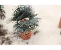 Leaves Palm Washington Filifera colour 1:35